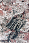 830201 Afbeelding van enkele gevonden botten tussen de blootgelegde restanten van het vroegere Kasteel Vredenburg op ...